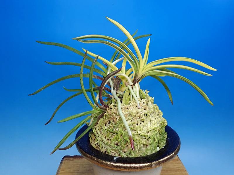 芸西の縞（黄縞）の花』とミニ展示の様子と富貴蘭のカレンダー2